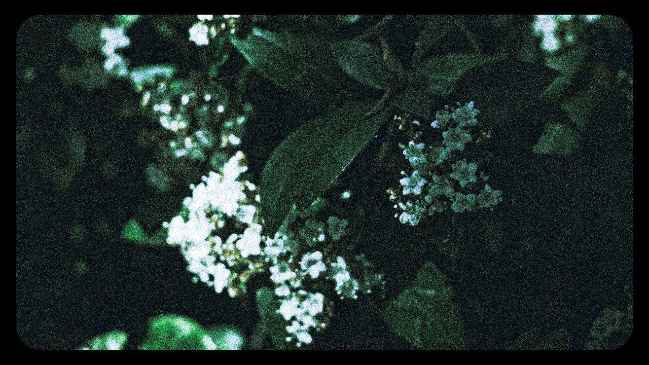 Flowers (III) Movie Screenshot 4