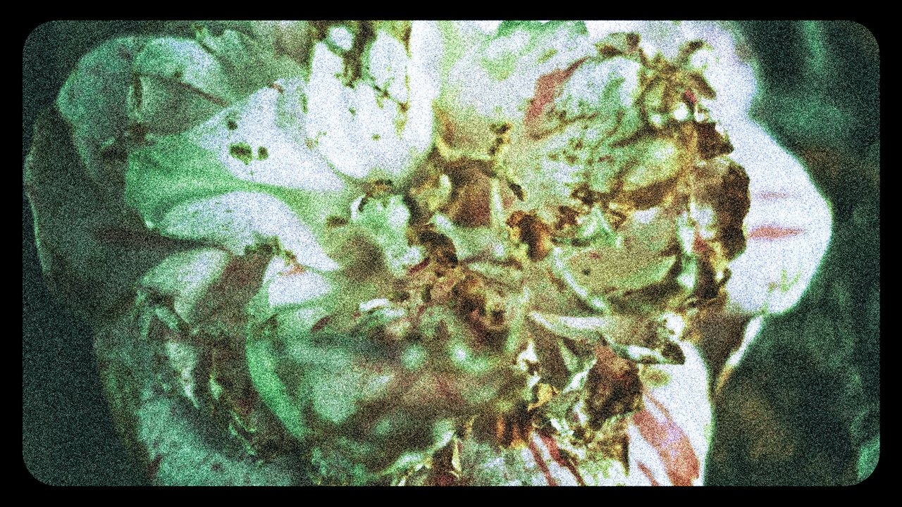 Flowers (III) Movie Screenshot 3