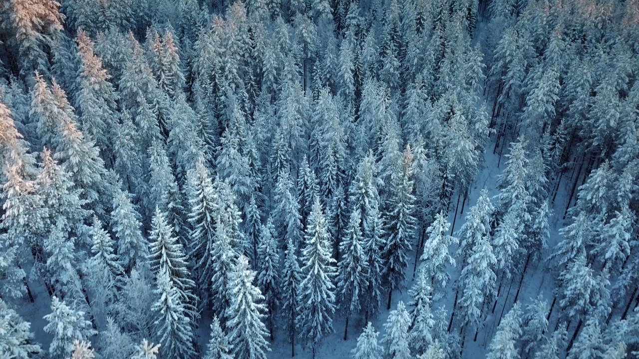 Wald:Sinfonie Movie Screenshot 1