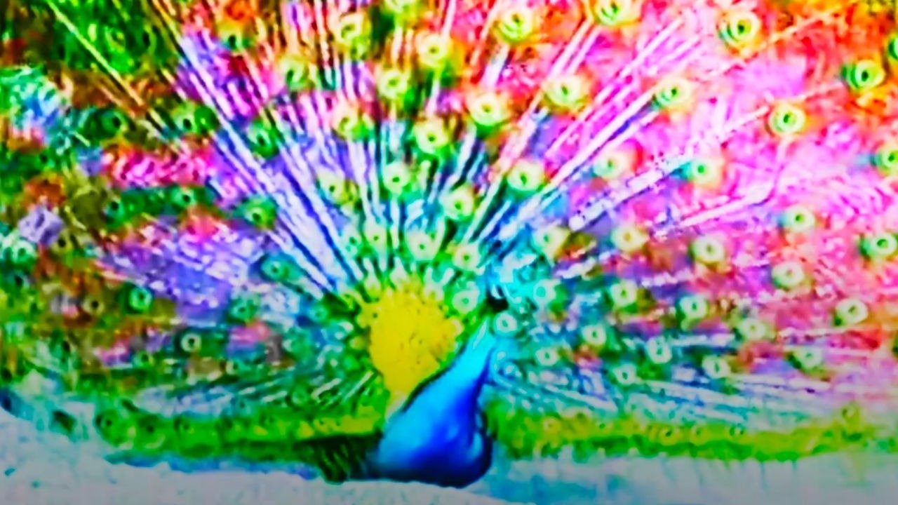 Afraid of Peacock Movie Screenshot 1