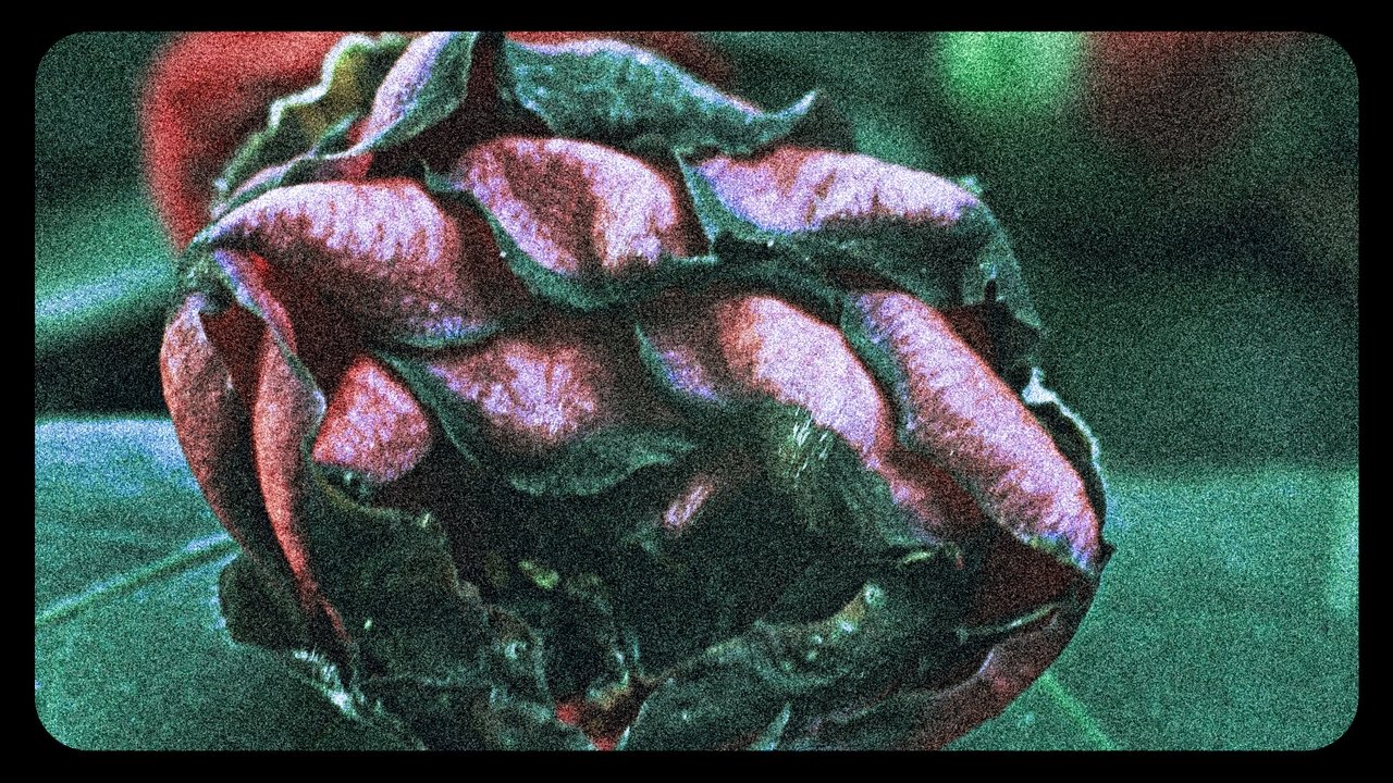 Flowers (III) Movie Screenshot 5