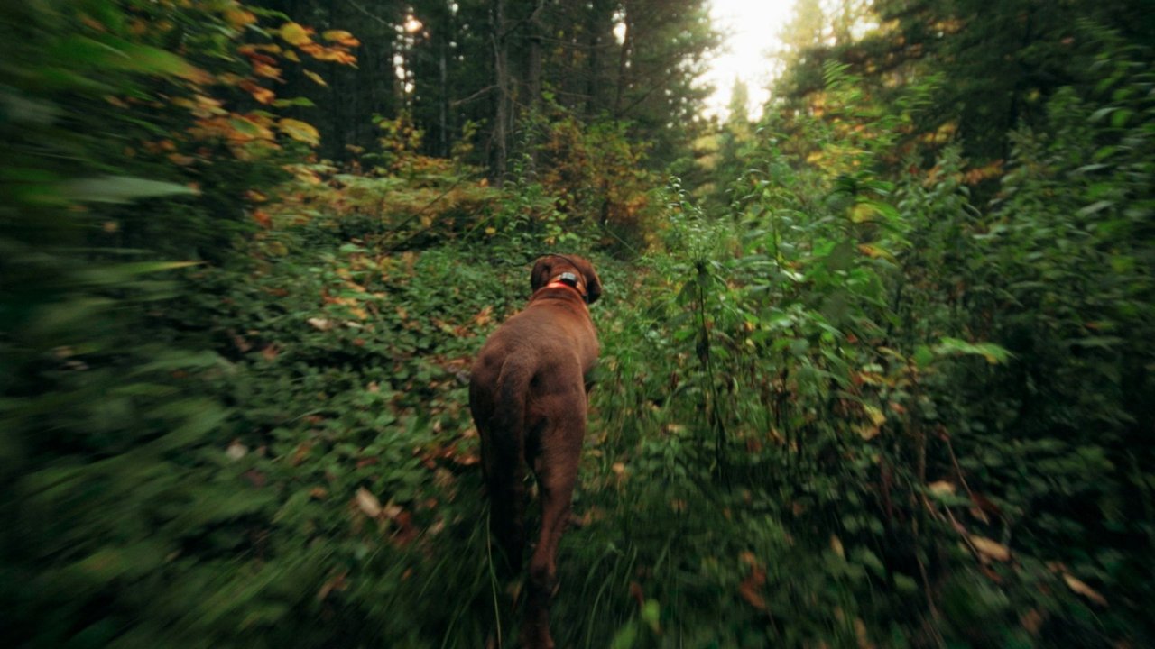 Bloodhound Dog Movie Screenshot 1